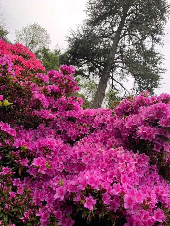 Giardini Magnolia Apartman Belgirate Kültér fotó